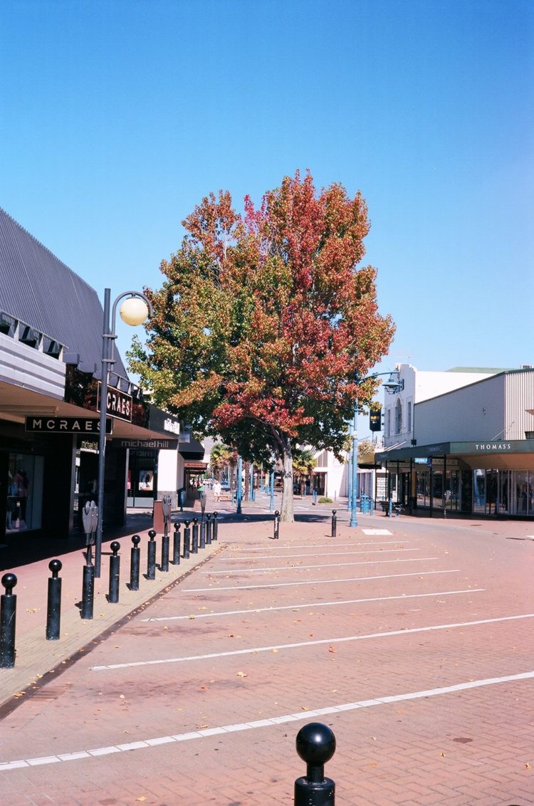 autumn tree in Blenheim, NZ