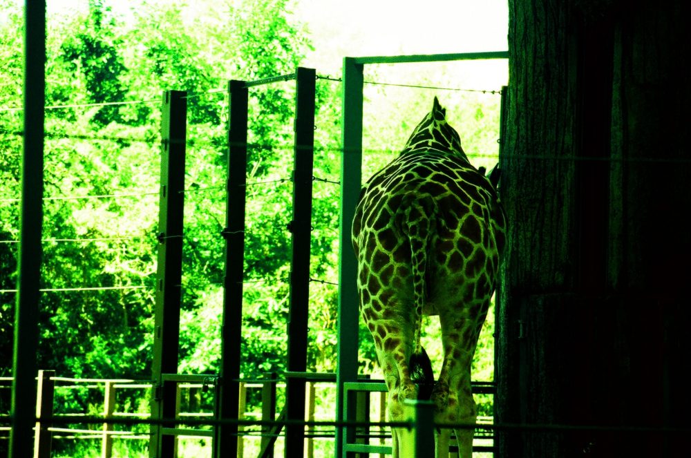 back of a giraffe at Calgary Zoo