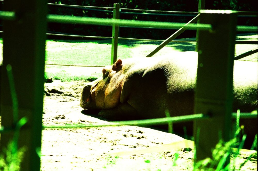 sad hippo at the Calgary Zoo