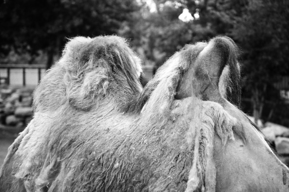Bactrian camel humps and winter coat
