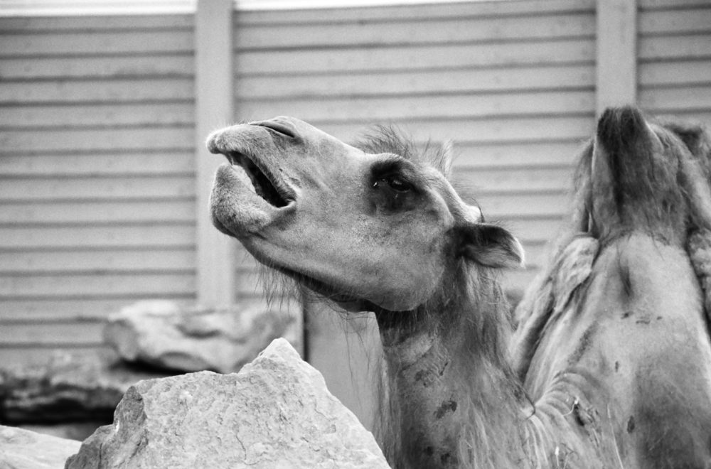 Bactrian camel