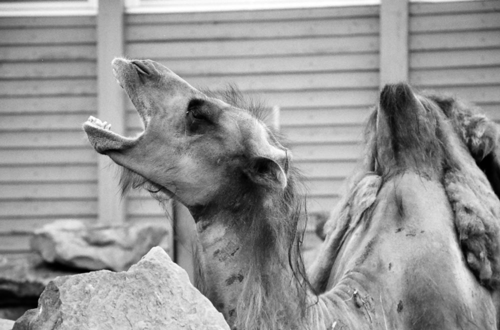 Bactrian camel crying