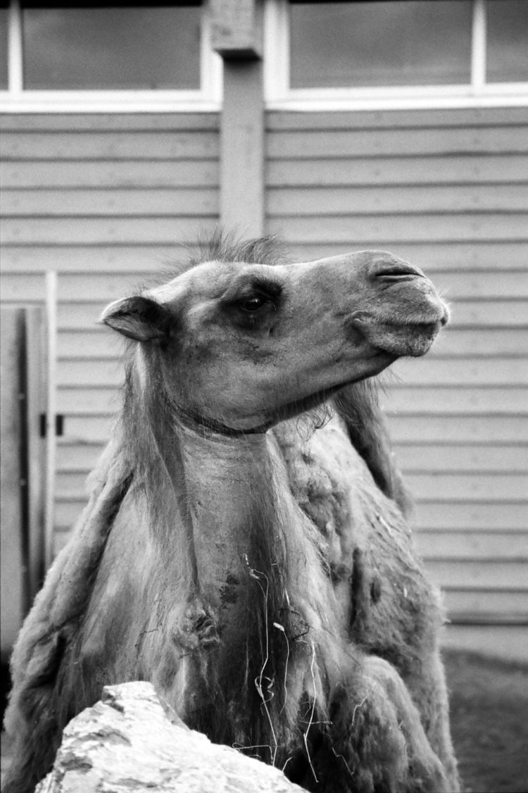 Bactrian camel