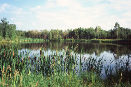 a pond