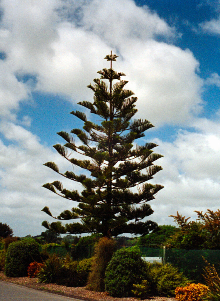 tree outside the Central Hawke’s Bay Settlers Museum in Waipawa, NZ