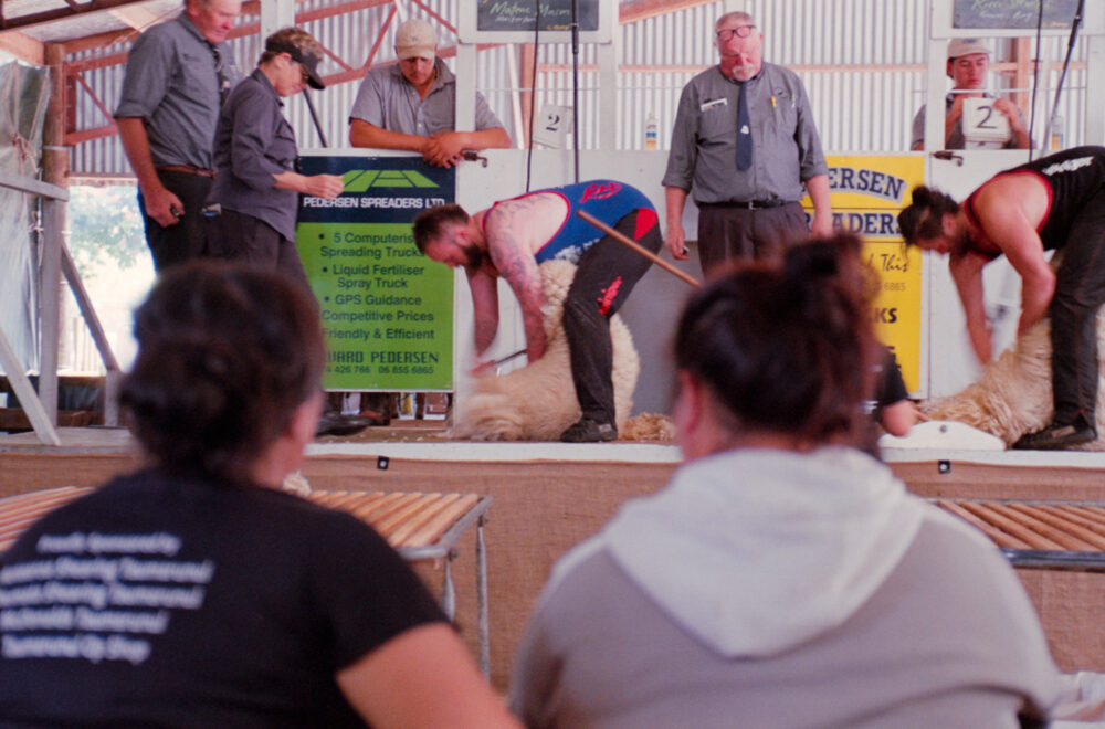 NZ sheep shearing competition