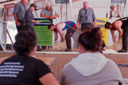 NZ sheep shearing competition