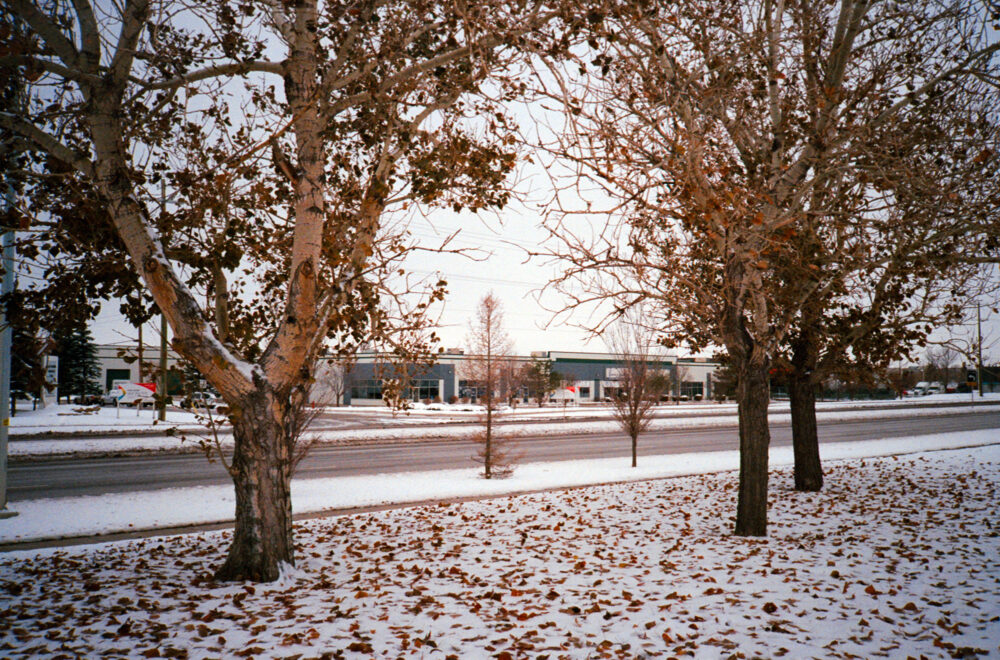trees and road in winter