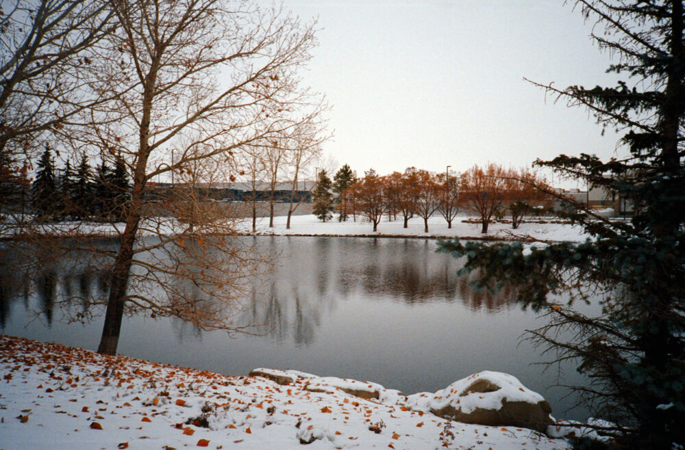 pond and tree
