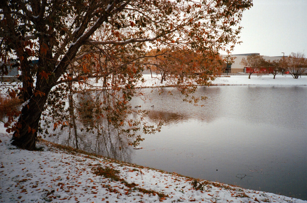 pond and tree