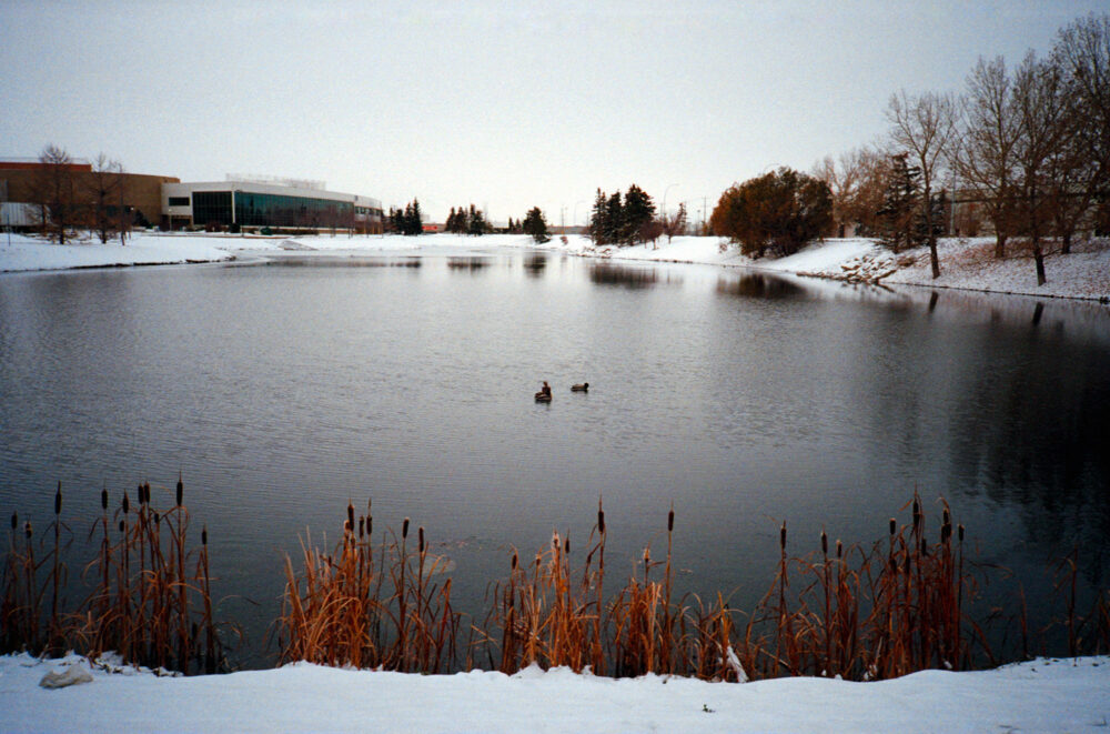 pond with ducks