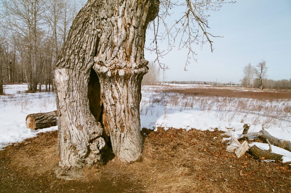 hollow tree in Fish Creek Park