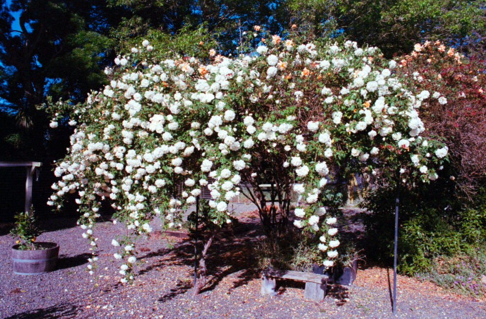 flower bush