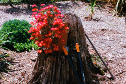 flowers growing out of a tree stump