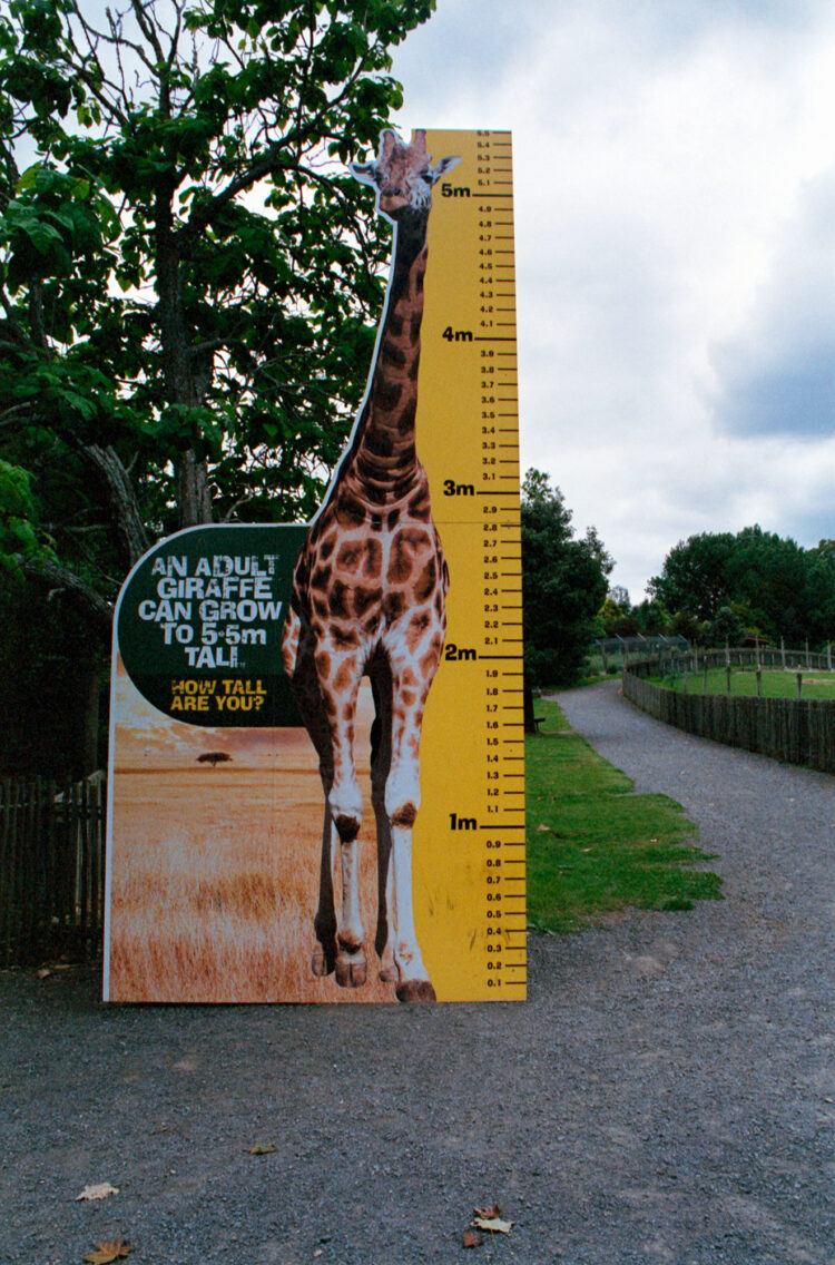 How tall are you compared to a giraffe?